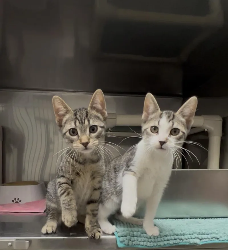 Huckleberry thumbnail 2