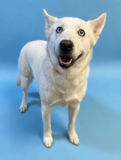 An adult large-sized male Siberian Husky dog named Gojo for adoption in Bowling Green, KY