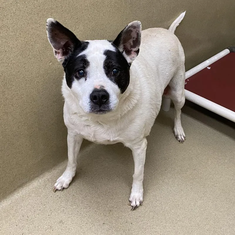 A senior large-sized female White / Cream Mixed Breed dog named Bella for adoption in Monroe, GA