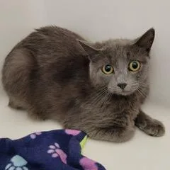 A young medium-sized female Gray & White Domestic Short Hair cat named Bamboo for adoption in Green Valley, AZ