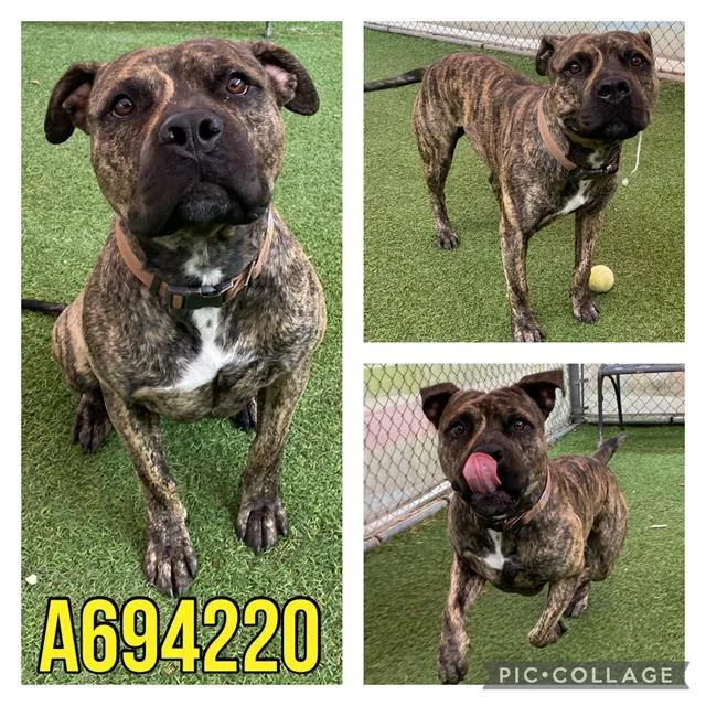 An adult large-sized male American Staffordshire Terrier dog named Teddy for adoption in San Antonio, TX