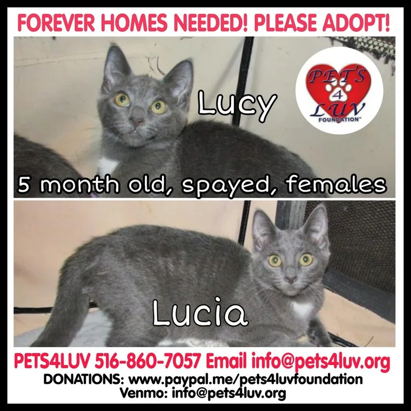 Lucy Laurelton thumbnail 4