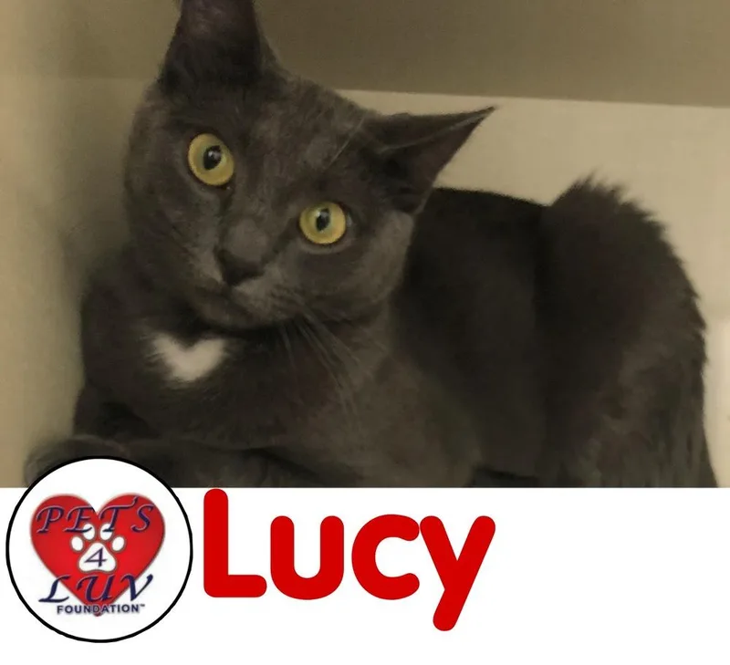 Lucy Laurelton thumbnail 5