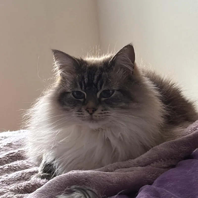 A senior medium-sized female Gray / Blue / Silver Domestic Long Hair cat named Courtesy Listing Mischa for adoption in Moscow, ID