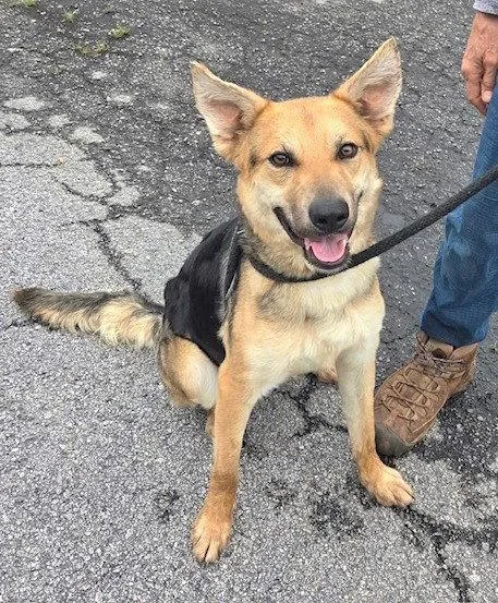 A young medium-sized female Shepherd dog named Jessie for adoption in Carrollton, GA