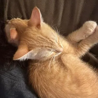 A baby small-sized female Domestic Short Hair cat named Papaya for adoption in Cumming, GA
