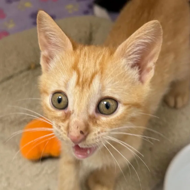 Papaya thumbnail 4