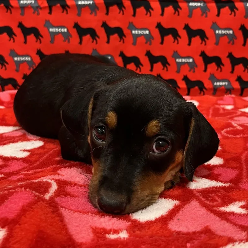 A baby small-sized male Black Dachshund dog named Dune for adoption in Washburn, MO