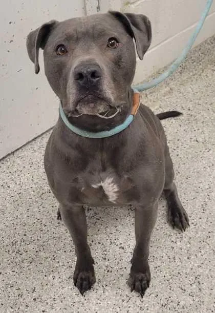 An adult large-sized female Gray / Blue / Silver Pit Bull Terrier dog named Rowena for adoption in Kansas City, MO