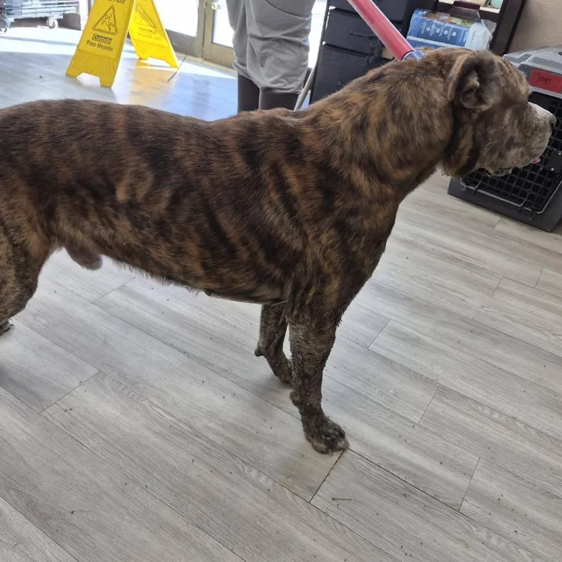 An adult large-sized male Brindle Bullmastiff dog named Simba for adoption in Cleveland, MS