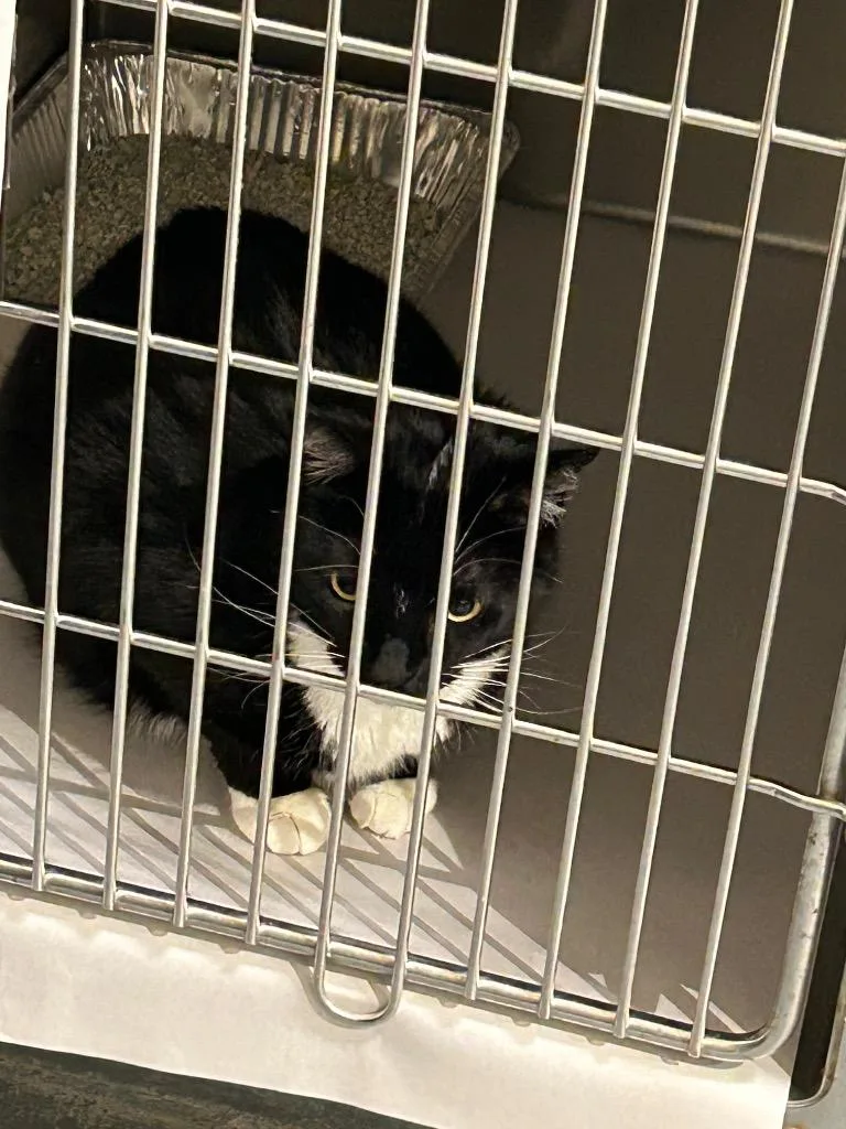 An adult medium-sized female Domestic Short Hair cat named 2026-06-091 for adoption in Winder, GA