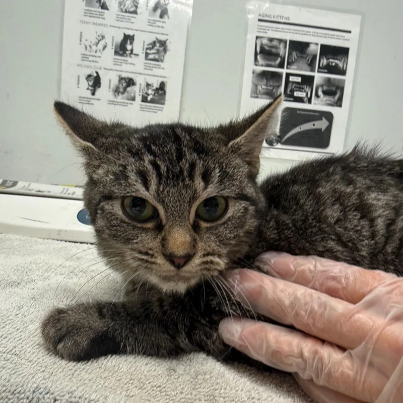 A baby small-sized male Brown / Chocolate Domestic Short Hair cat named Ham for adoption in Jacksonville, FL