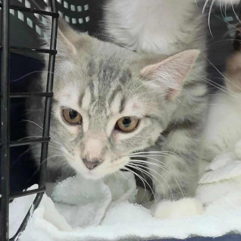 A baby small-sized female Gray / Blue / Silver Domestic Short Hair cat named A Pixi for adoption in Centralia, WA