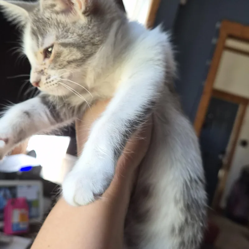 A baby medium-sized female Dilute Calico Domestic Medium Hair cat named Cheesecake for adoption in Tilton, IL