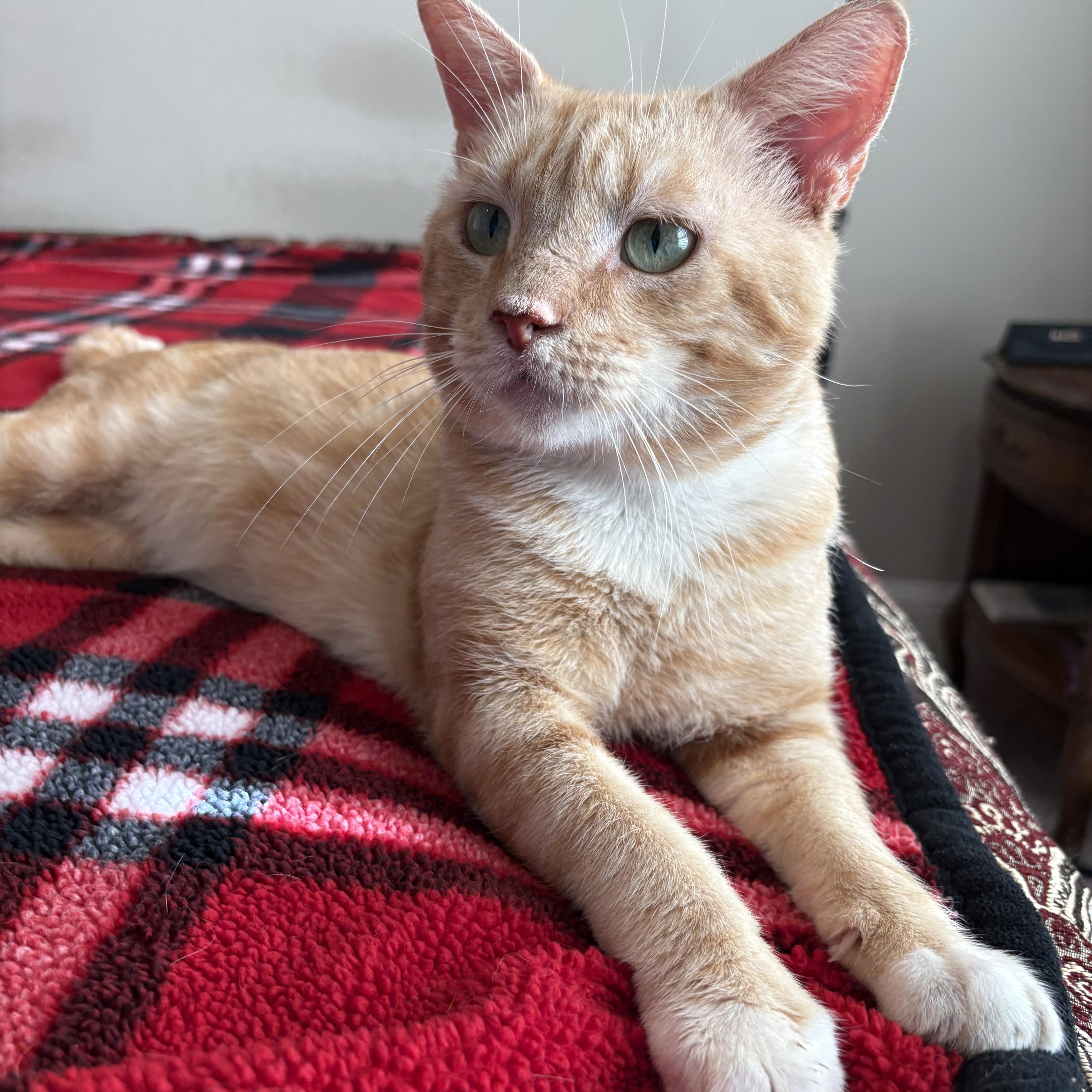 A young medium-sized male Tabby (Orange / Red) Domestic Short Hair cat named Surfin' USA for adoption in Liverpool, TX