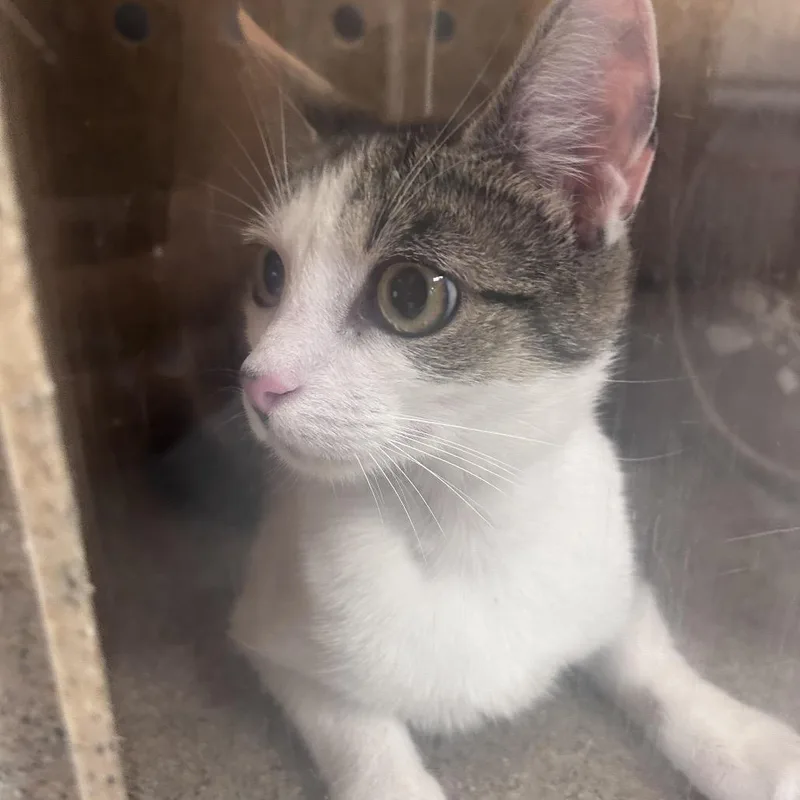 An adult medium-sized female White Domestic Short Hair cat named Lily for adoption in Philadelphia, PA