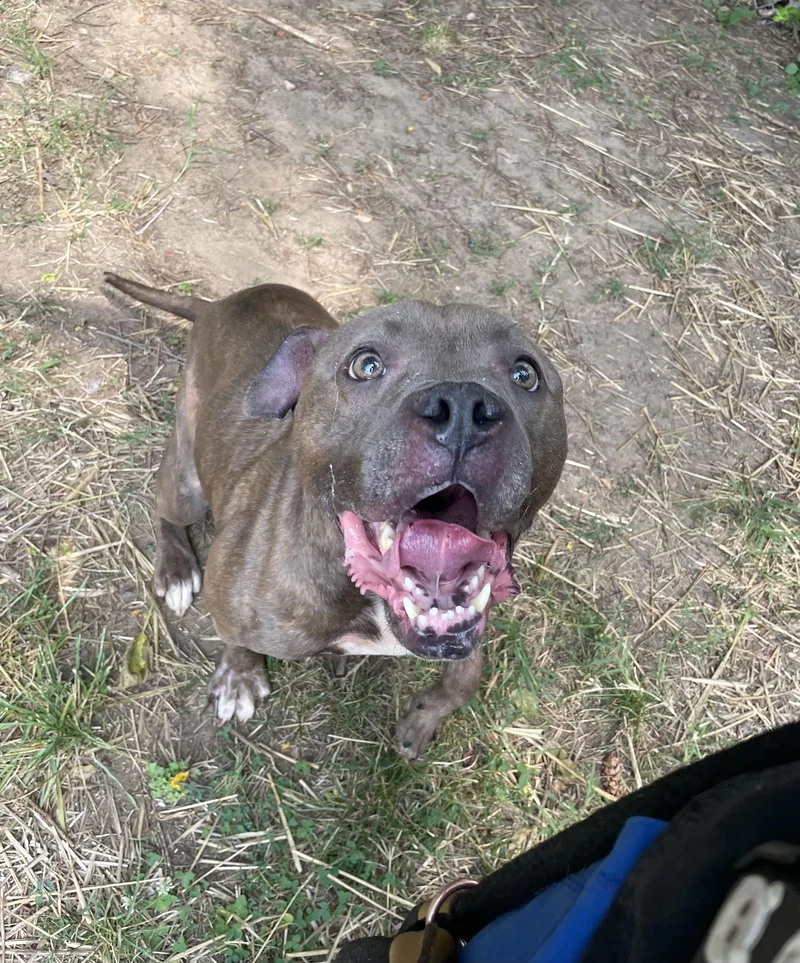 An adult medium-sized male Brindle Mixed Breed dog named Lemon Head for adoption in Mishawaka, IN