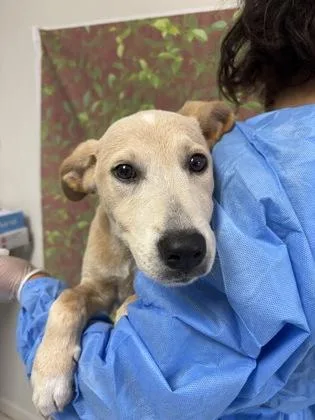 A young small-sized female Shepherd dog named Ulta for adoption in San Antonio, TX
