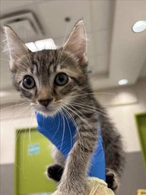 A baby small-sized male Domestic Short Hair cat named Ozzy for adoption in Las Vegas, NV