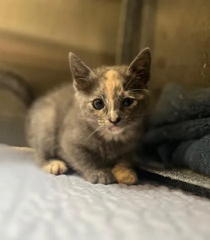 A baby medium-sized female Domestic Short Hair cat named Cleopatra for adoption in West Chester, PA