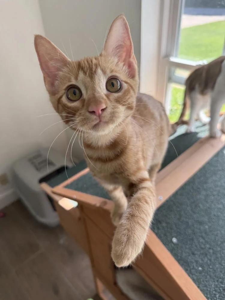 A baby small-sized male Domestic Short Hair cat named Pikachu for adoption in Dallas, TX