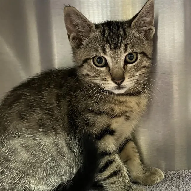 A baby small-sized male Domestic Short Hair cat named Maynard for adoption in Alameda, CA