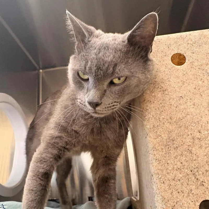 An adult large-sized male Gray / Blue / Silver Domestic Short Hair cat named Ethan for adoption in Winston-Salem, NC