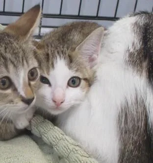 A baby small-sized female Domestic Short Hair cat named Pepper for adoption in Ocala, FL