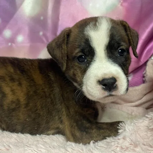 A baby small-sized male Brindle Boxer dog named Blanket for adoption in Fort Collins, CO