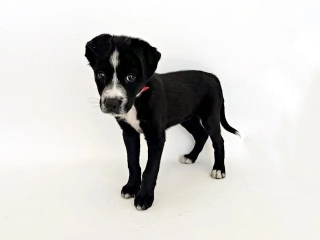 A baby small-sized female Terrier dog named Tiffany for adoption in Saint Louis, MO