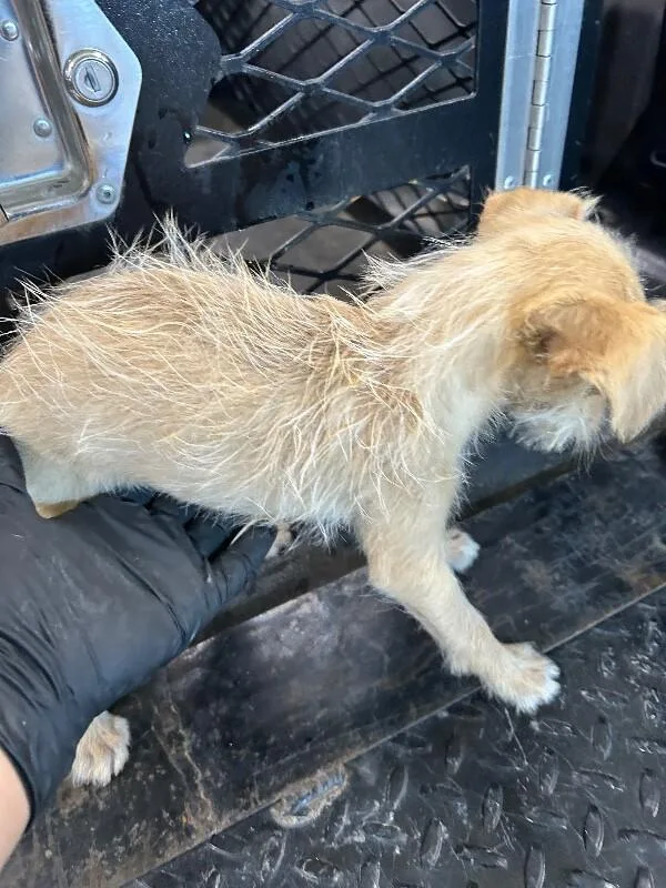 A young small-sized male Yellow / Tan / Blond / Fawn Chihuahua dog named Raffy for adoption in Hobbs, NM