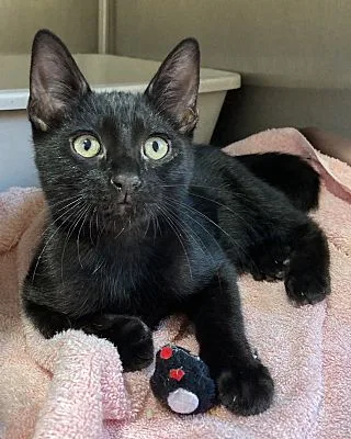 Honeysuckle thumbnail 2