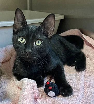 Honeysuckle thumbnail 3