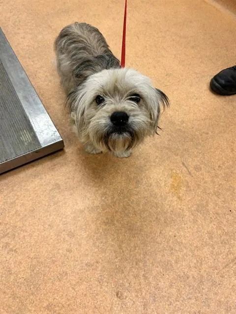 An adult medium-sized male Shih Tzu dog named Scooter for adoption in Martinez, CA