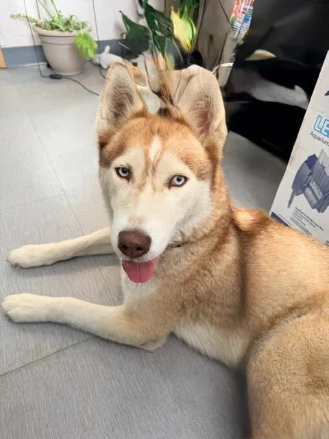 A young medium-sized female Husky dog named Keira for adoption in Los Angeles, CA