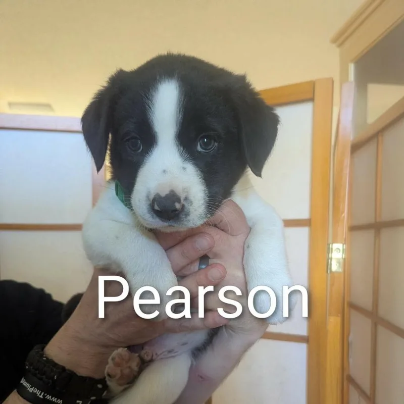 Pearson D