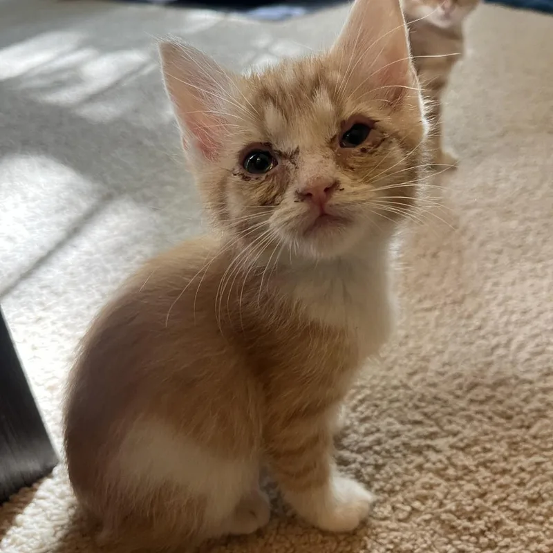 A baby small-sized female Orange / Red Domestic Short Hair cat named Peaches In Burke  for adoption in Alexandria, VA