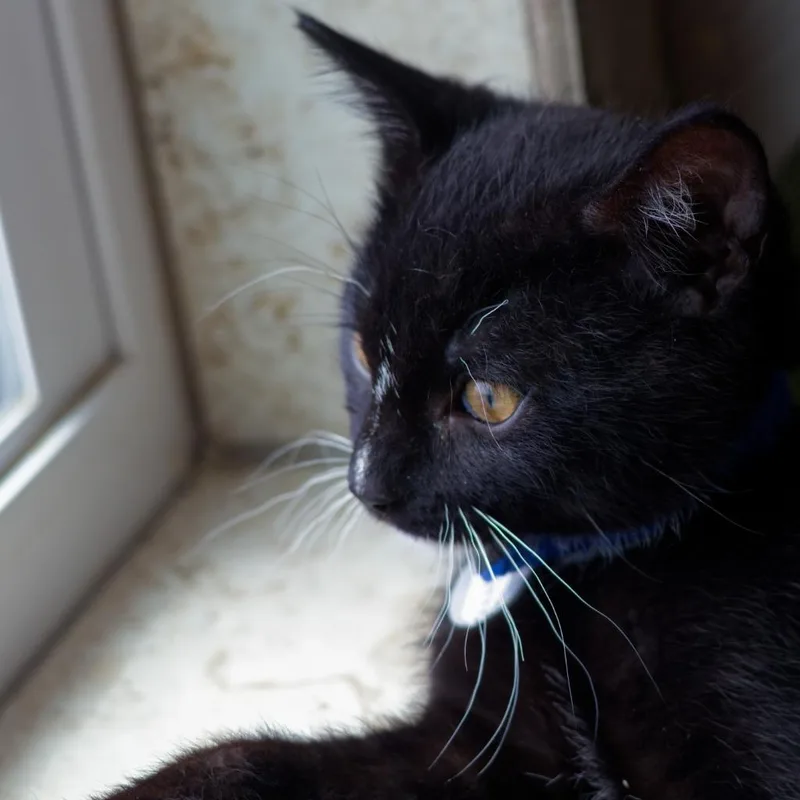 A baby medium-sized male Domestic Short Hair cat named Ristretto for adoption in Hot Springs, AR