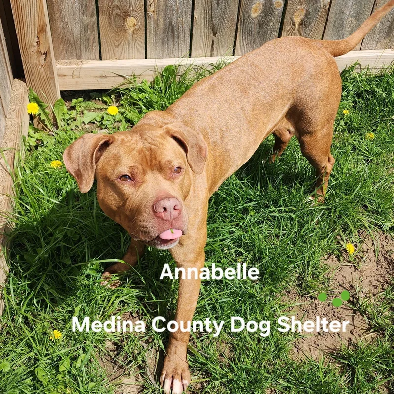 A young medium-sized female White / Cream Pit Bull Terrier dog named Annabell for adoption in Medina, OH
