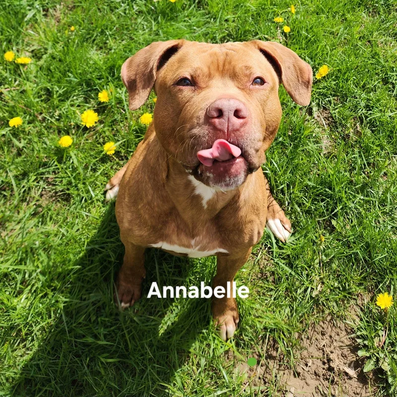 Annabell thumbnail 4