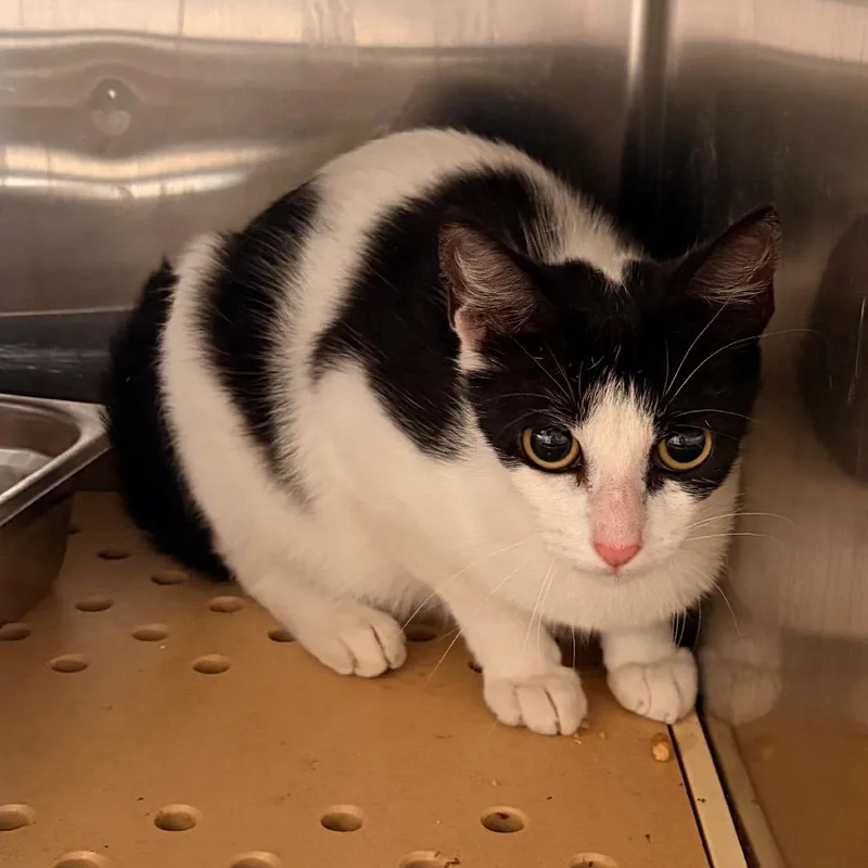 A young medium-sized female White Domestic Short Hair cat named Lee for adoption in Edinburg, TX