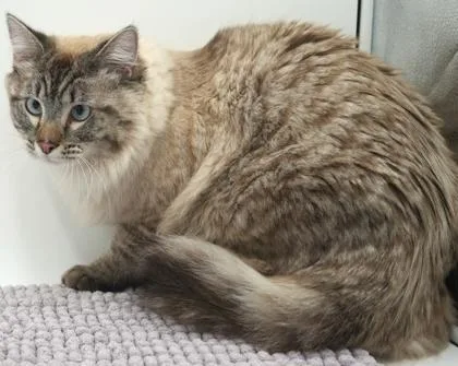 A young small-sized male Siamese cat named Milo for adoption in Bowling Green, KY