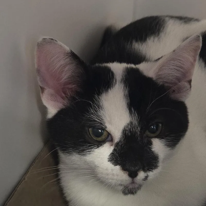 A baby small-sized male Black Domestic Short Hair cat named Hokey for adoption in Voorhees, NJ