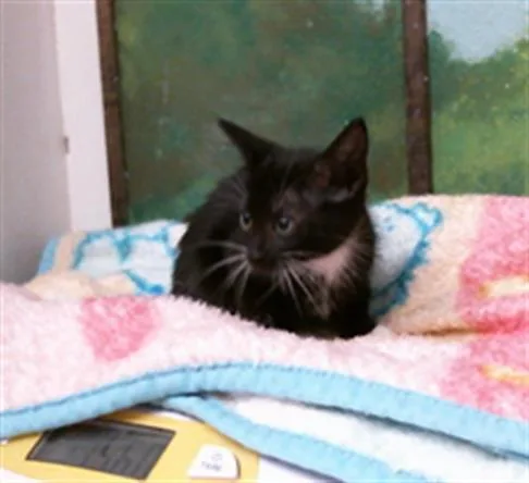 A baby small-sized female Domestic Short Hair cat named Hershey for adoption in Houston, TX