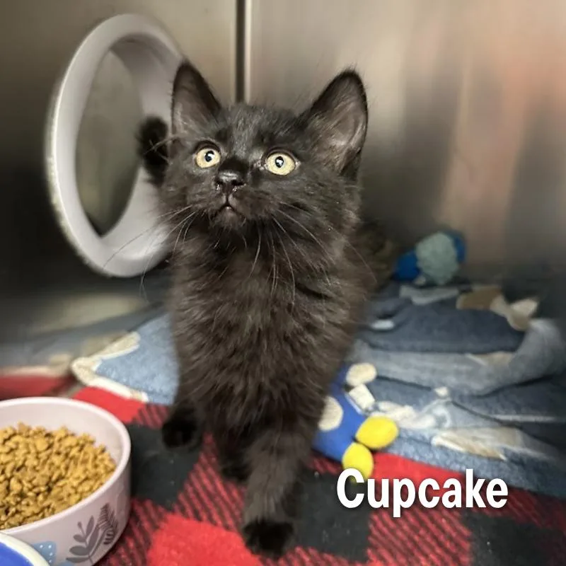 A baby small-sized male Black American Shorthair cat named Cupcake for adoption in Oak Ridge, TN