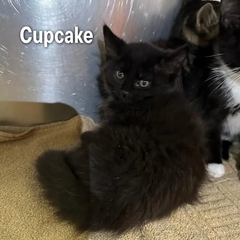Cupcake thumbnail 3