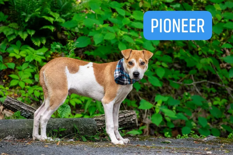 Pioneer