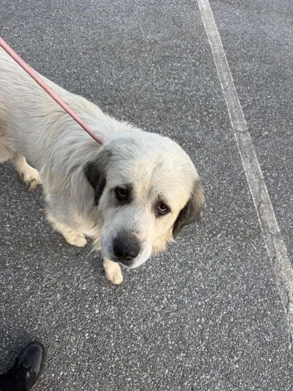 An adult extra large-sized male Great Pyrenees dog named Pen c for adoption in Lawrenceville, GA