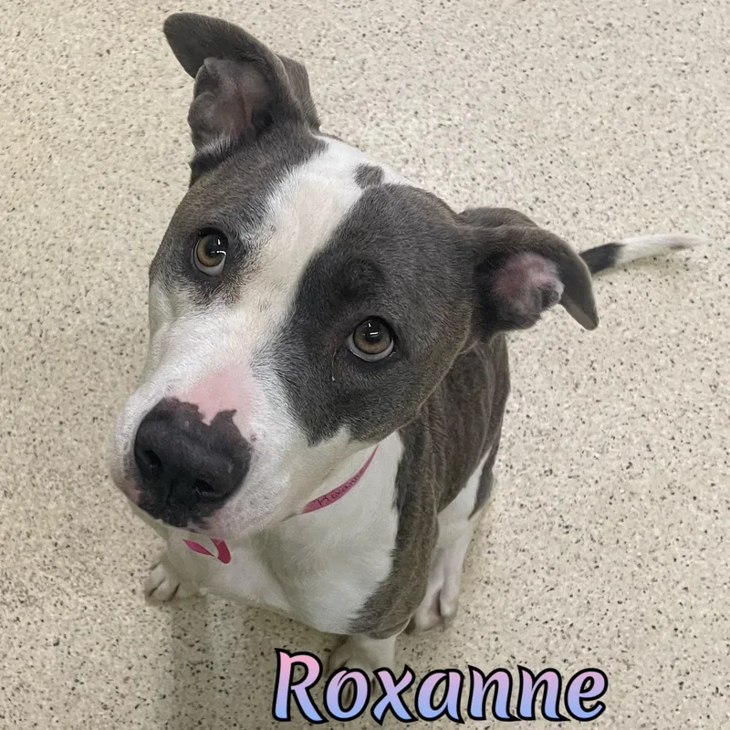 Roxanne