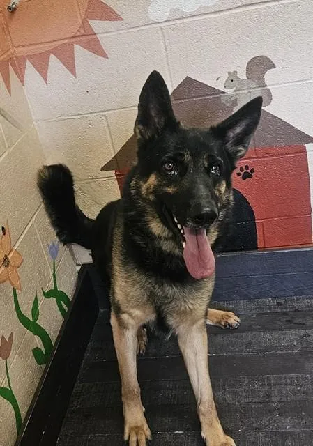 An adult large-sized male German Shepherd Dog dog named Lobo for adoption in Castaic, CA